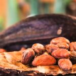 Il Cacao